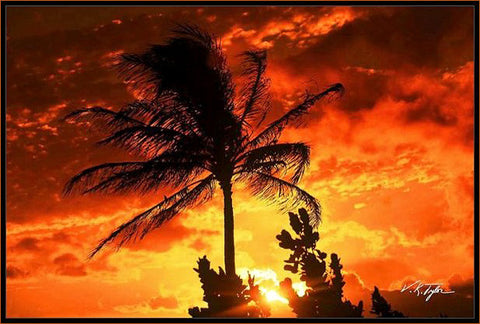 Palm Sunset Hawaii - Hawaiipictures.com