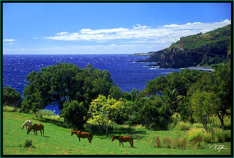 Horses Hana Maui - Hawaiipictures.com