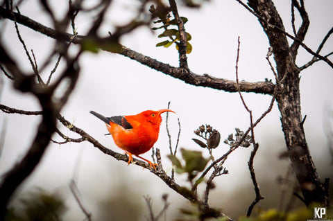 Big Island Iiwi Bird - Hawaiipictures.com