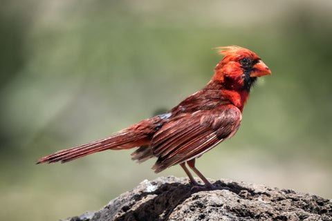 Northern Cardinal Kauai - Hawaiipictures.com