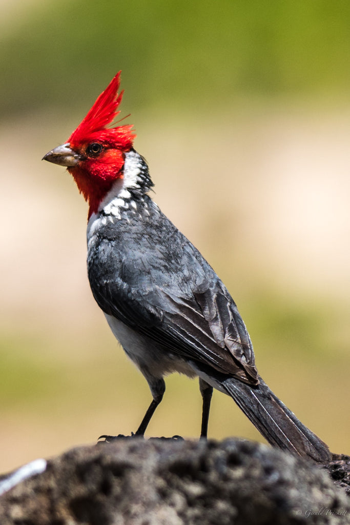Red Crested Cardinal - Hawaiipictures.com