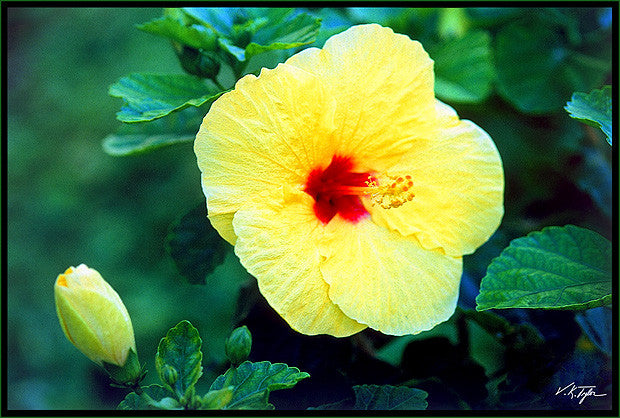 Yellow Hibiscus Hawaii - Hawaiipictures.com