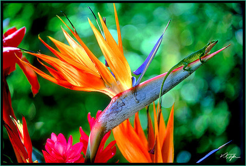 Bird of Paradise with Friend Hawaii - Hawaiipictures.com