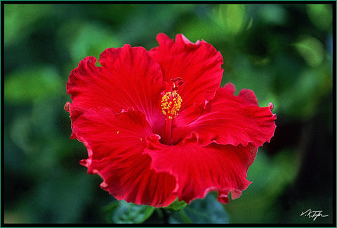 Red Hibiscus Hawaii - Hawaiipictures.com