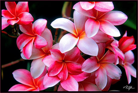 Pink Plumeria - Hawaiipictures.com