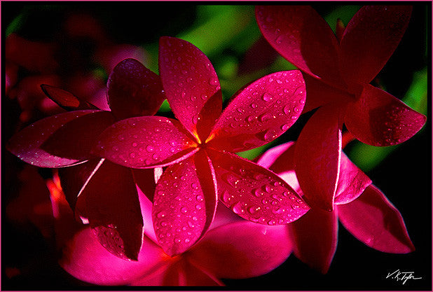 Red Plumeria Hawaii - Hawaiipictures.com