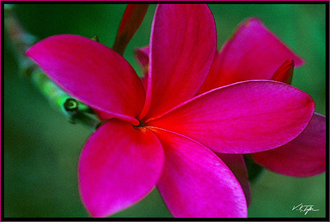 Pink Plumeria Close-up Hawaii - Hawaiipictures.com