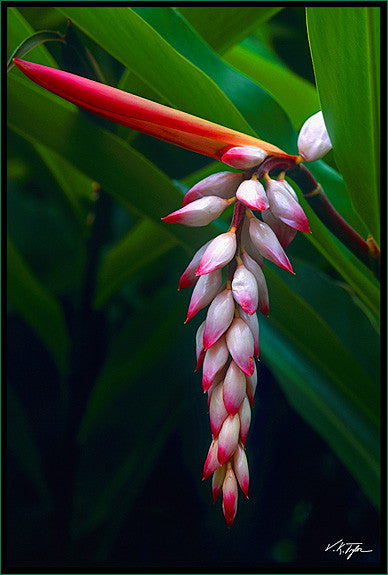 Pink Shell Ginger Hawaii - Hawaiipictures.com