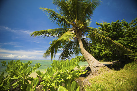 Anini Beach Palm Tree Kauai - Hawaiipictures.com