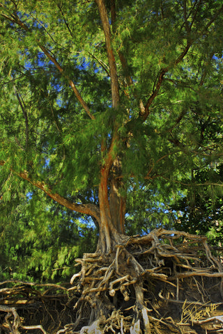 Kee Tree Kee Beach Kauai - Hawaiipictures.com