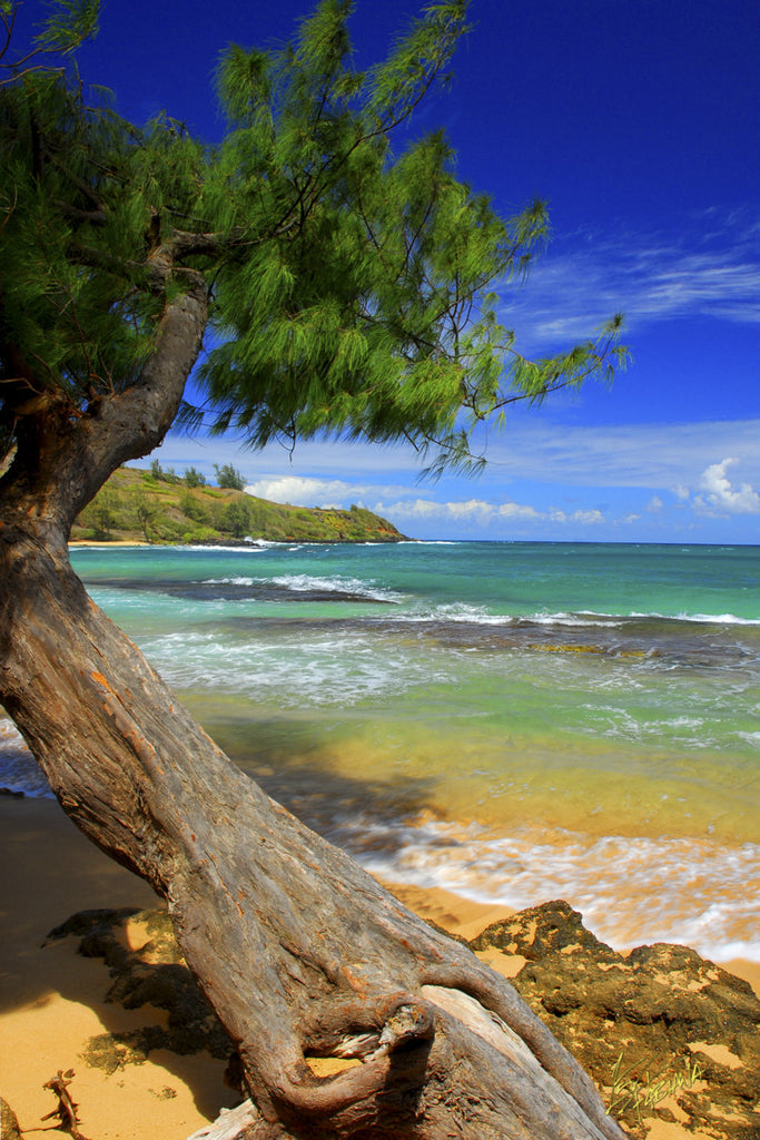 Moloaa Beach with Iron Wood Tree Kauai - Hawaiipictures.com