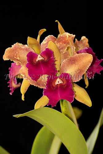 Cattleya orchid, Maui, Hawaii Picture - Hawaiipictures.com