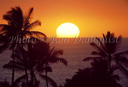 Maui Sunset with Palm Trees - Hawaiipictures.com
