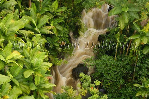 Tropical rainforest on the Hamakua Coast, (digitally painted), Big Island of Hawaii - Hawaiipictures.com