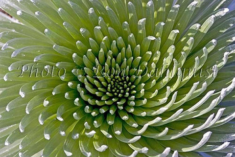 Silversword close-up, Maui, Hawaii - Hawaiipictures.com