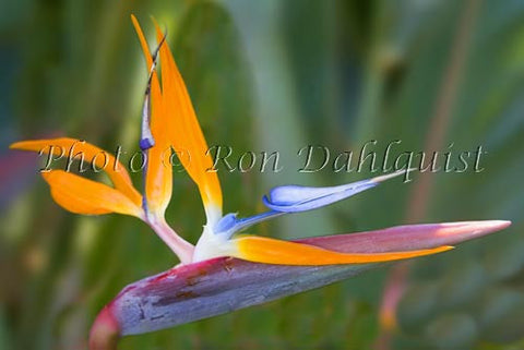 Bird of Paradise tropical flower, Hawaii - Hawaiipictures.com