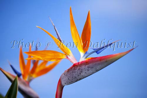 Bird of Paradise flower, Hawaii Photo - Hawaiipictures.com