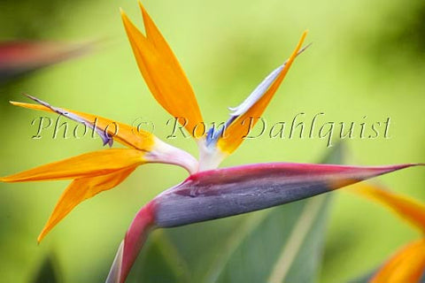 Bird of Paradise flower, Hawaii Picture - Hawaiipictures.com