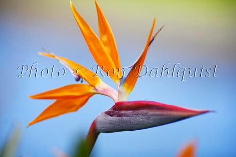 Bird of Paradise flower, Hawaii - Hawaiipictures.com