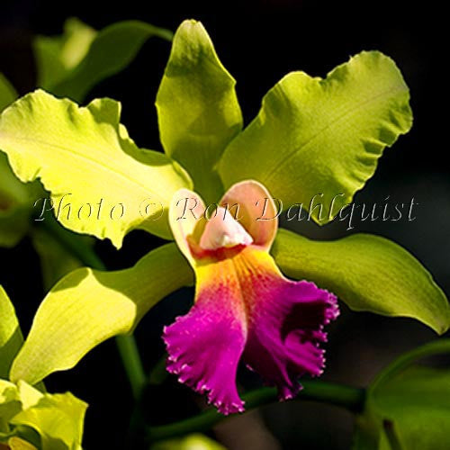 Blc. Autumn Glow 'Green Goddess' orchid, Maui, Hawaii - Hawaiipictures.com