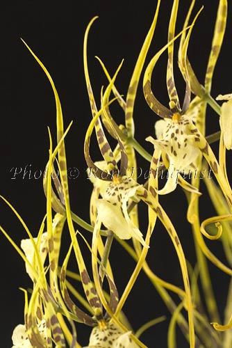 Brassia orchid, Maui, Hawaii Picture - Hawaiipictures.com