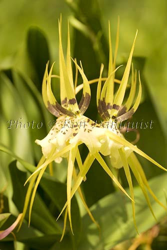 Brassia orchid, Maui, Hawaii - Hawaiipictures.com