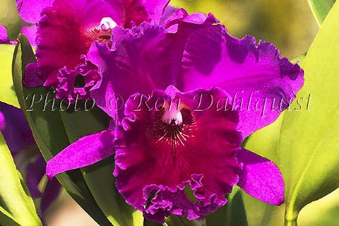 Purple Cattleya orchid Picture - Hawaiipictures.com