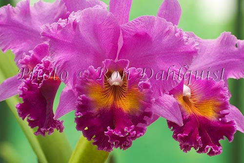 BLC. Mem. Crispin Rosales, 'Shining Moment' Ann's House of Orchids, Maui, Hawaii - Hawaiipictures.com