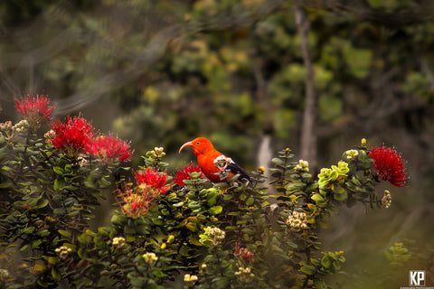 Big Island Iiwi Bird resting on Lehua - Hawaiipictures.com