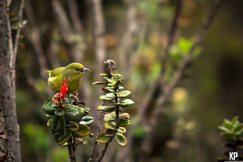 Amakihi Bird Big Island - Hawaiipictures.com