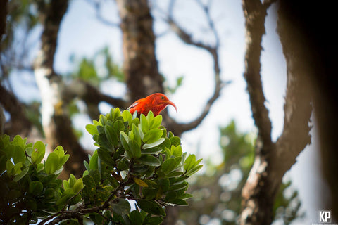 Kauai Iiwi Bird - Hawaiipictures.com