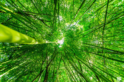 Kauai Bamboo - Hawaiipictures.com