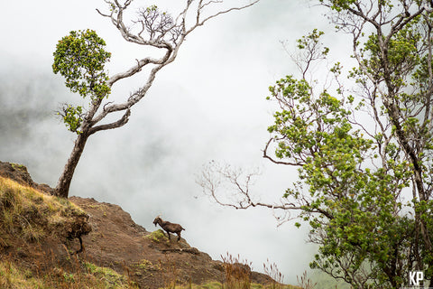 Kauai Goat in the Mist - Hawaiipictures.com