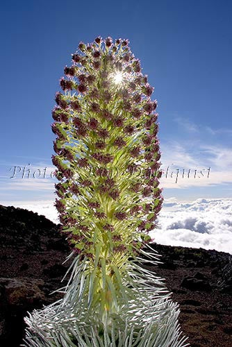 Silversword on the slopes of Haleakala, Maui, Hawaii Picture Photo - Hawaiipictures.com