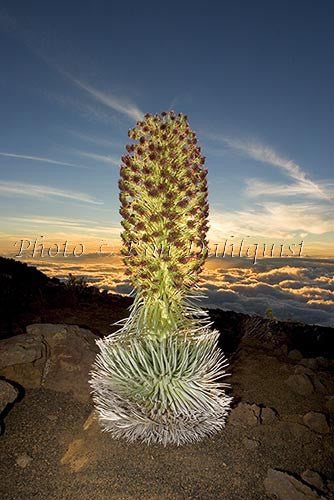 Silversword on the slopes of Haleakala, Maui, Hawaii Picture - Hawaiipictures.com