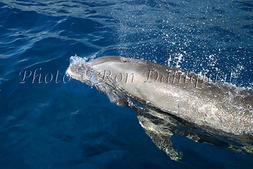 Bottlenose dolphin, Lanai, Hawaii - Hawaiipictures.com