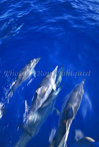 Spinner dolphins swimming in the boat wake, Lanai, Hawaii - Hawaiipictures.com