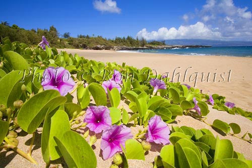 Fleming Beach and Beach Morning Glories, Kapalua, Maui, Hawaii - Hawaiipictures.com