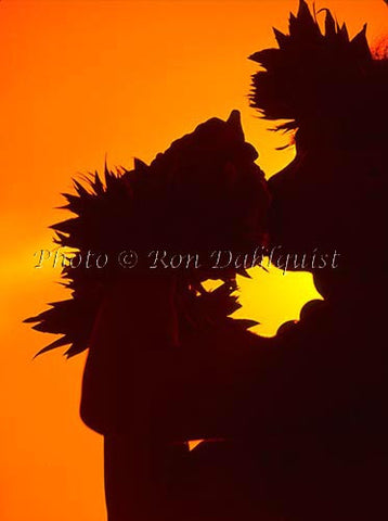 Silhouette of conch shell blower, Maui, Hawaii - Hawaiipictures.com