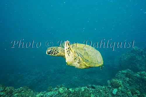 Underwater view of Green Sea Turtle, Maui, Hawaii Picture Stock Photo - Hawaiipictures.com