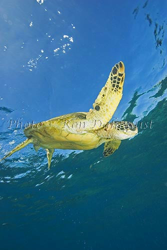 Underwater view of Green Sea Turtle, Maui, Hawaii Photo - Hawaiipictures.com