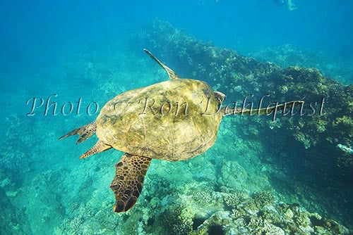 Underwater view of Green Sea Turtle, Maui, Hawaii Picture Photo - Hawaiipictures.com