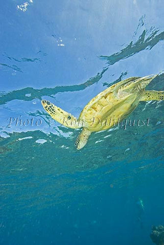 Underwater view of Green Sea Turtle, Maui, Hawaii - Hawaiipictures.com