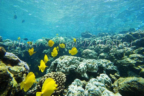 Snorkeling with Yellow Tang, Ahihi Kinau Natural Area Reserve, Maui, Hawaii - Hawaiipictures.com