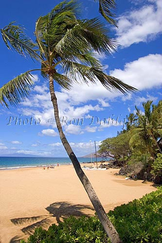 Kamaole Beach and palm tree, Kihei, Maui, Hawaii - Hawaiipictures.com