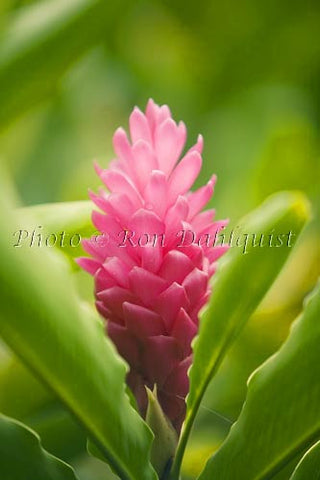 Pink ginger, Hana, Maui, Hawaii Picture - Hawaiipictures.com