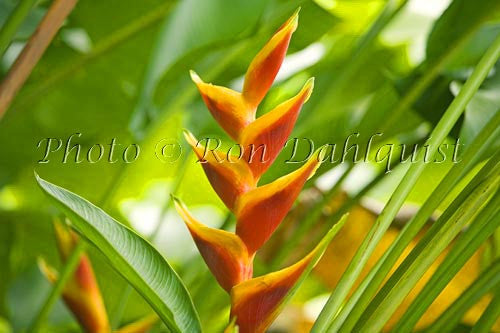 Heliconia, Hana, Maui, Hawaii - Hawaiipictures.com