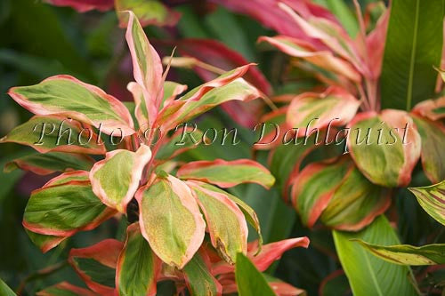 Close-up of variegated Ti leaves, Maui, Hawaii Picture Photo Stock Photo - Hawaiipictures.com