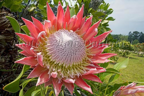 King Protea in full bloom, upcountry Maui, Hawaii - Hawaiipictures.com