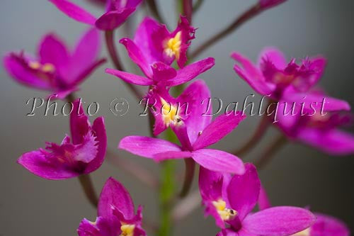 Purple epidendrum orchid. Maui, Hawaii - Hawaiipictures.com